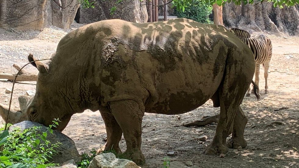 Tony the Rhino after a mudbath.