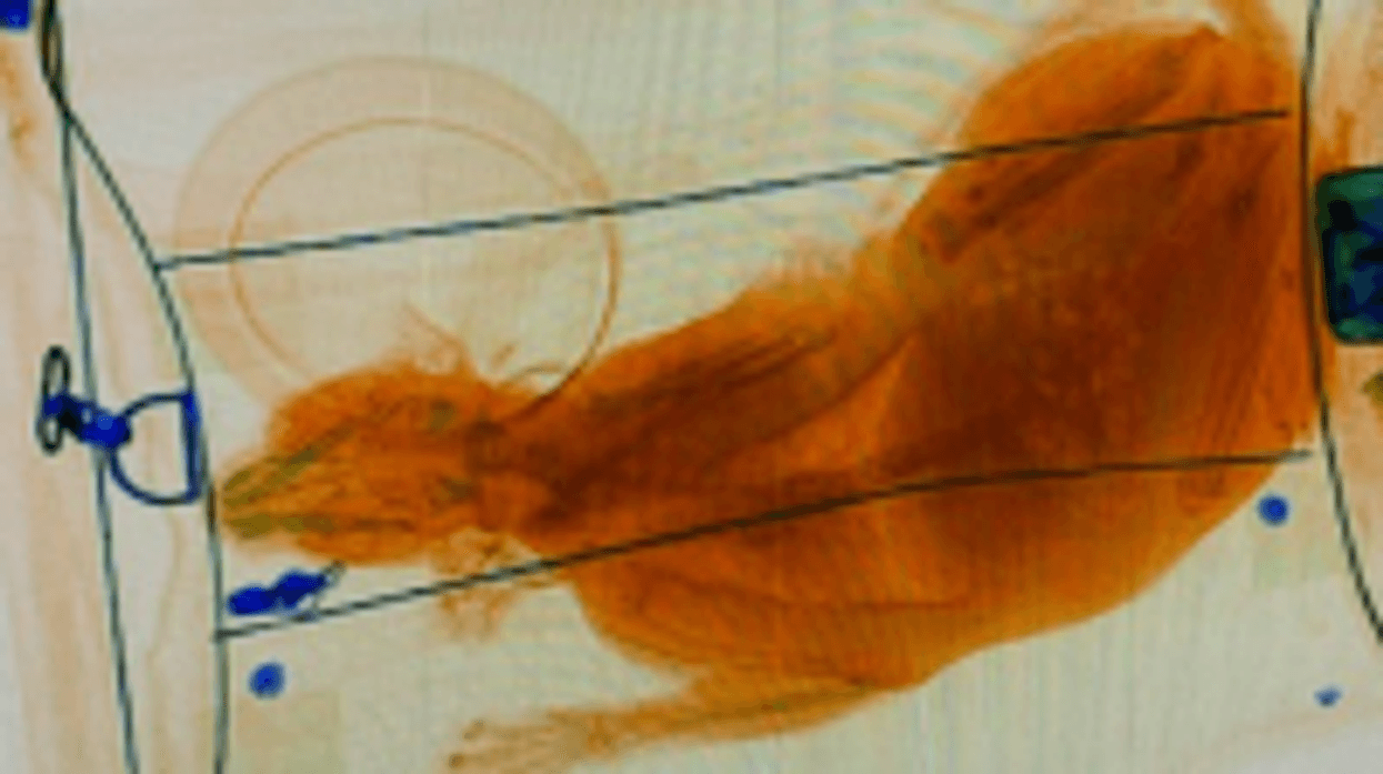 Too many travelers have been leaving their pets inside their travel bags and placing their pets through the X-ray unit.