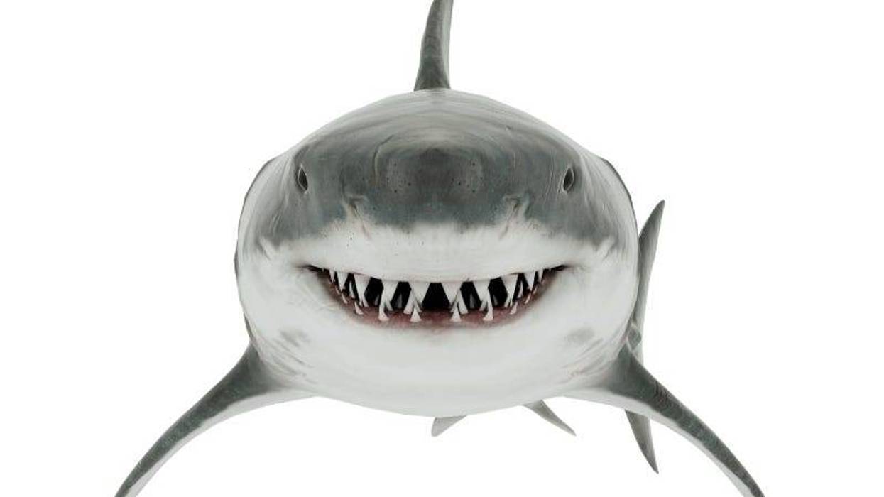 Toothy smiley shark getty images
