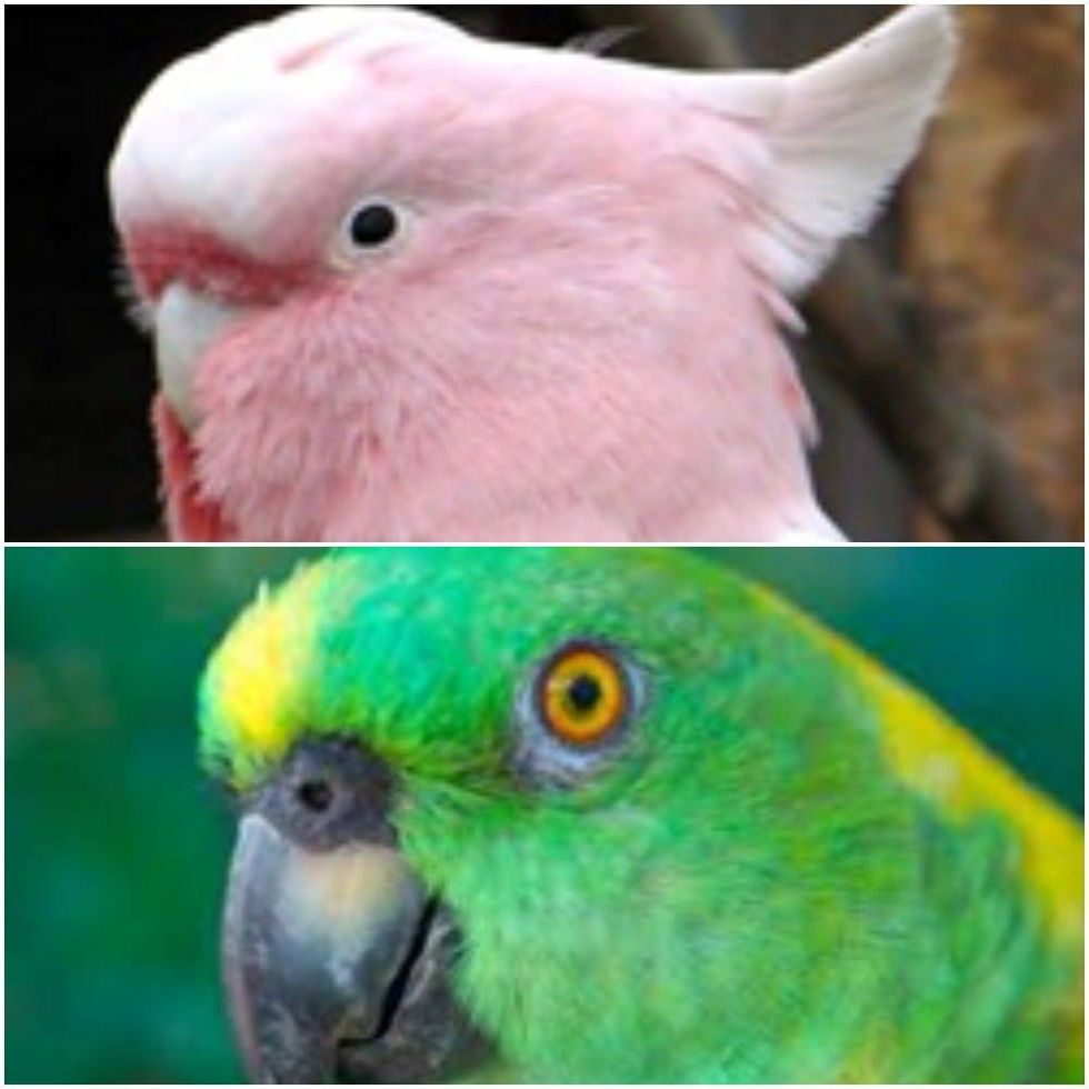 (Top) Abbey and (bottom) Paco