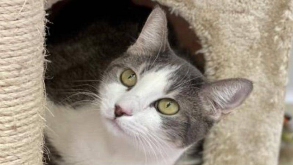 Tori @ Austin Humane Society February 2021