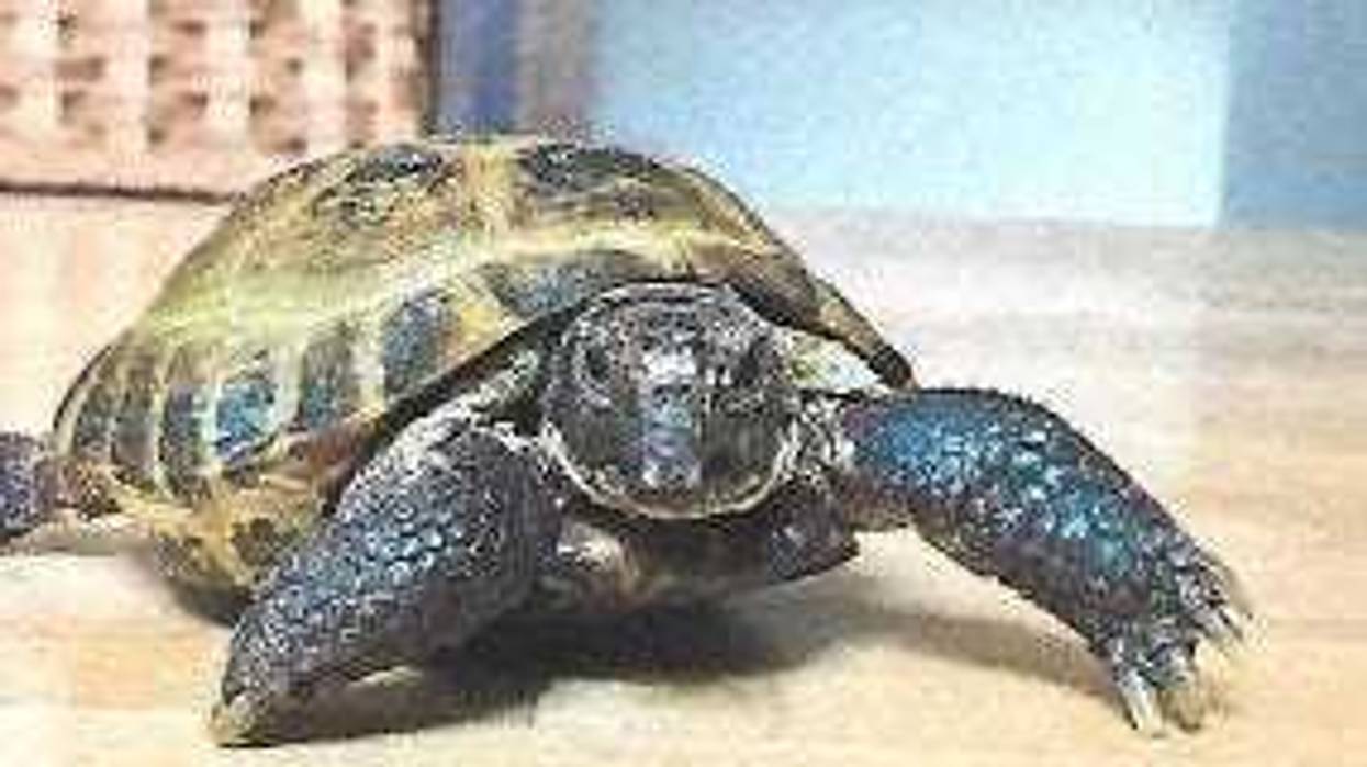 tortoise