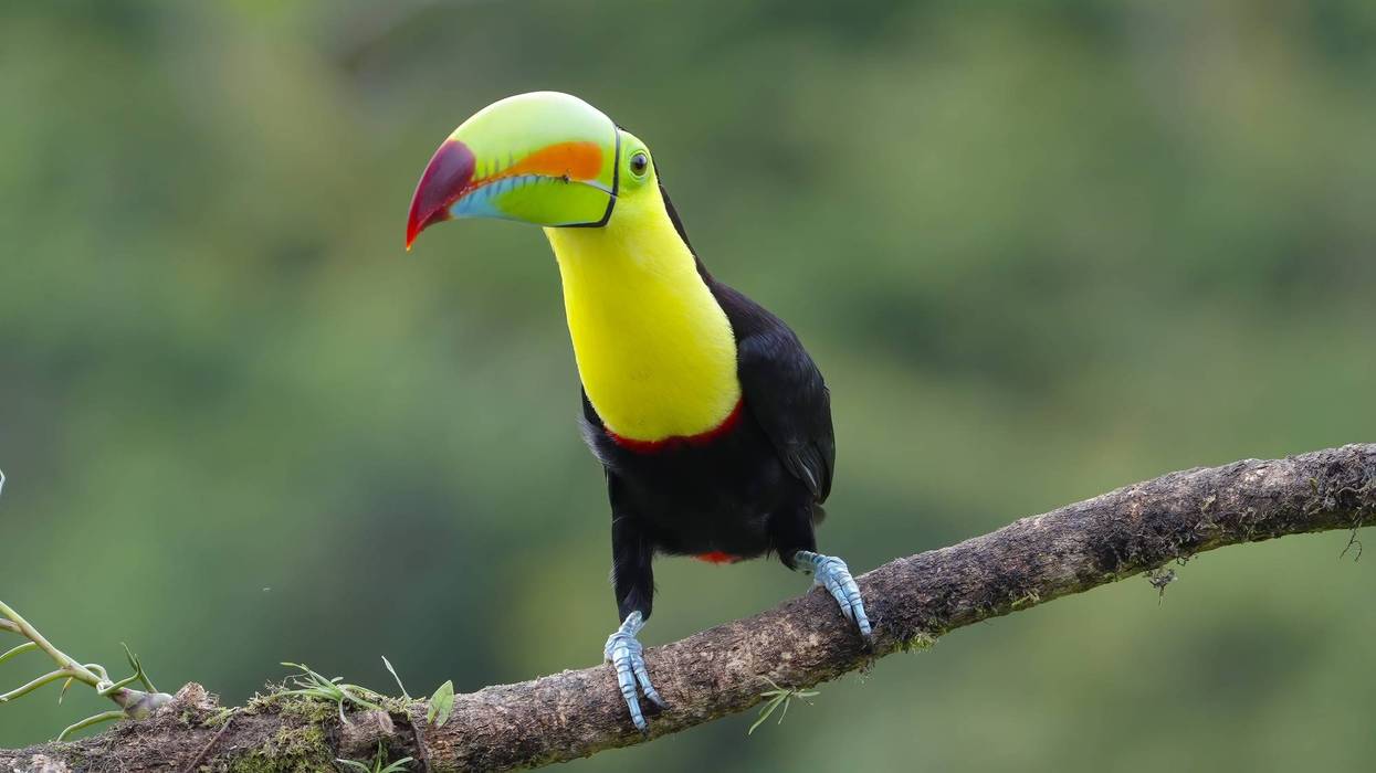Toucan