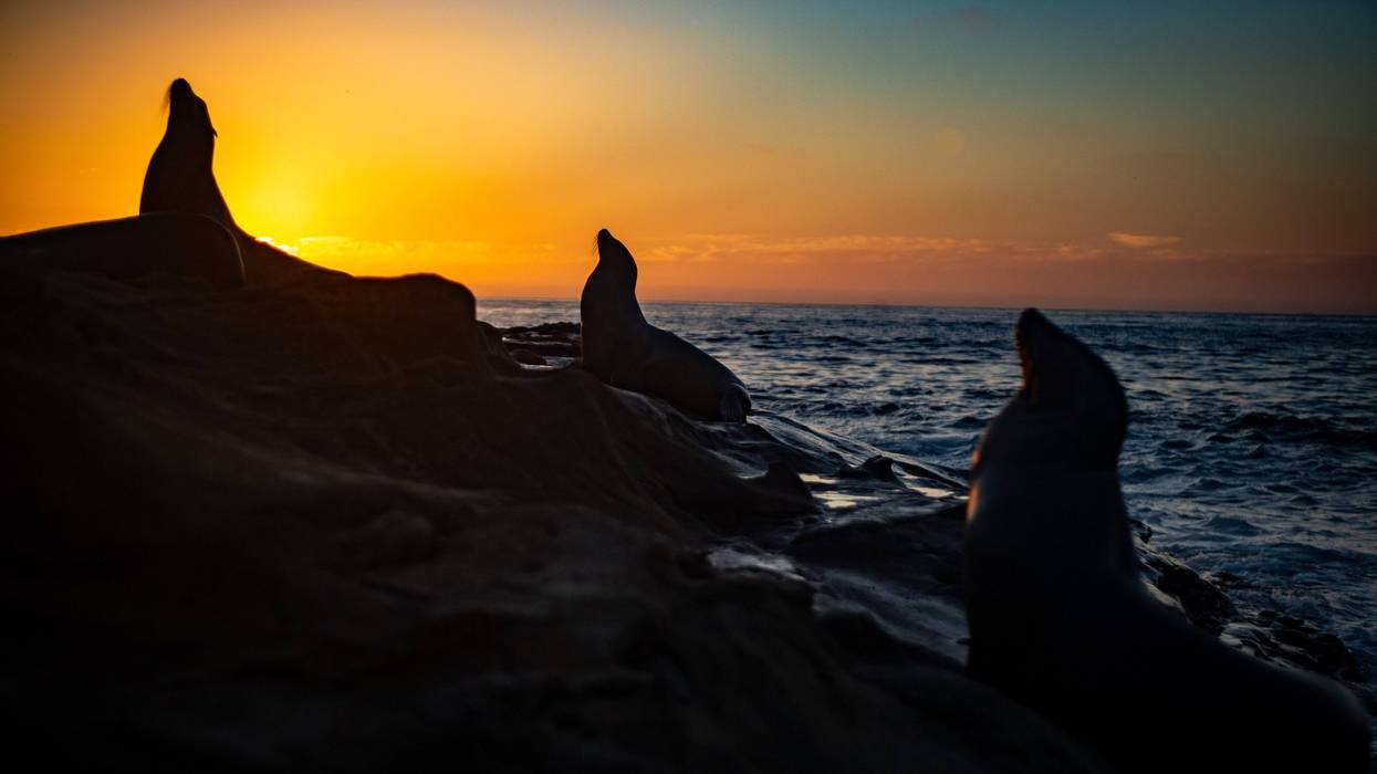 Toxic algae blooms killing CA sea lions at 'unprecedented' rate