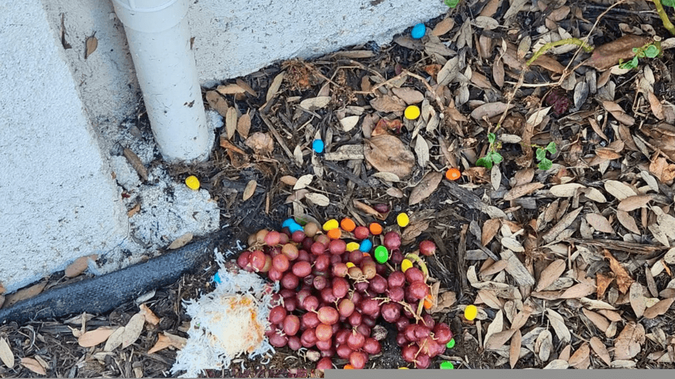 Toxic food for dogs left on street of Pasadena