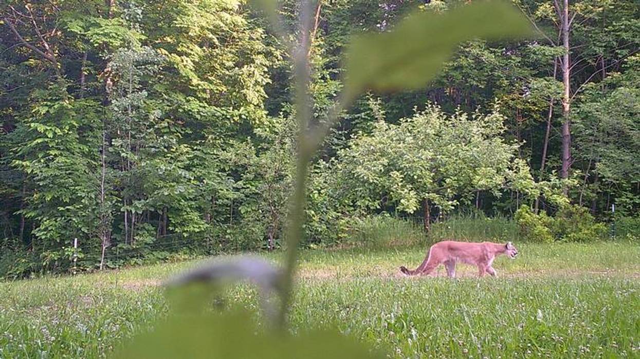 trail camera captured a photo of a cougar in Delta County