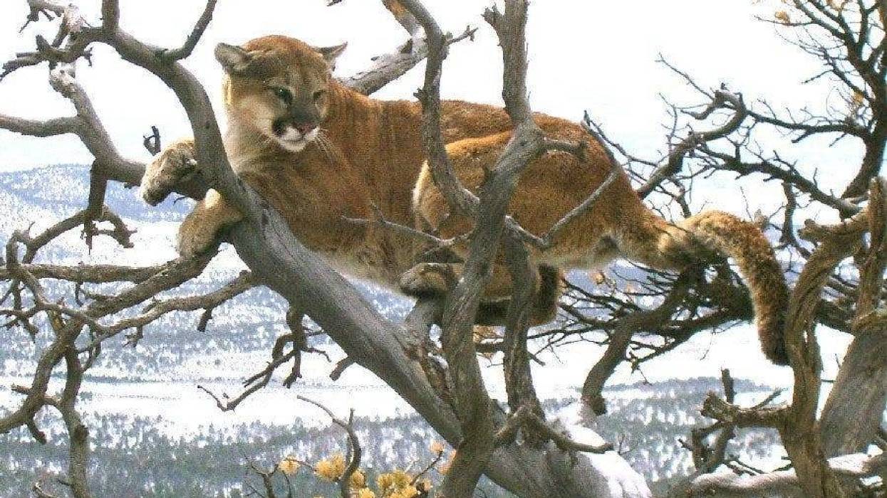 Trail runner suffocates, kills mountain lion in self defense