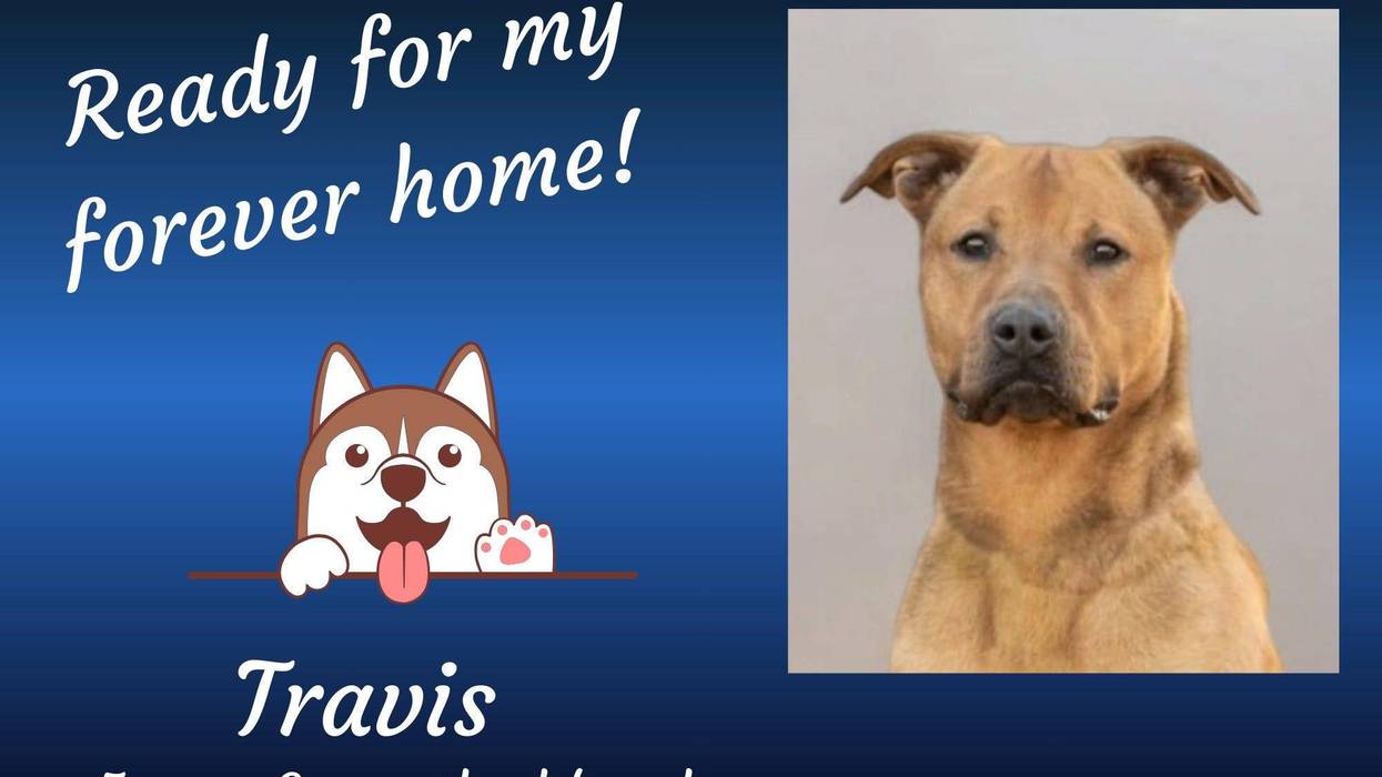 Travis, a five year old large tan mixed breed dog