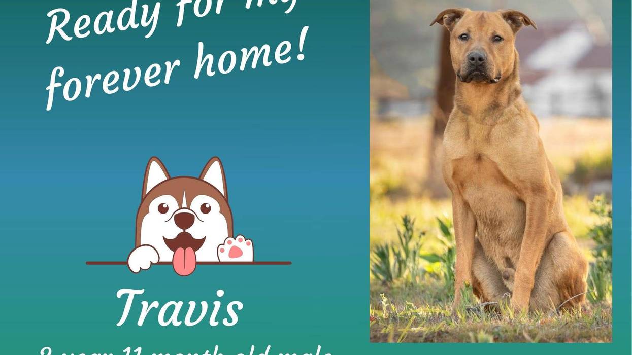Travis, a four year old large brown mixed breed dog