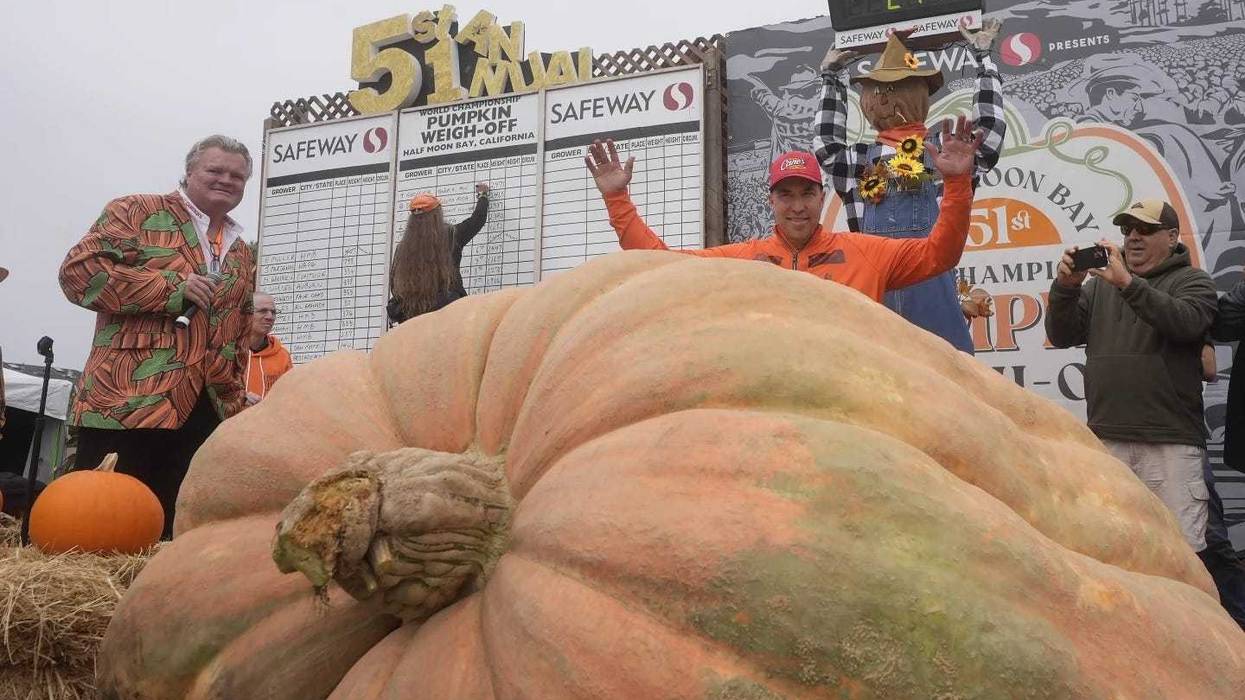Travis Gienger of Anoka, Minnesota celebrates after his giant pumpkin weighed a winning 2,471 pounds.