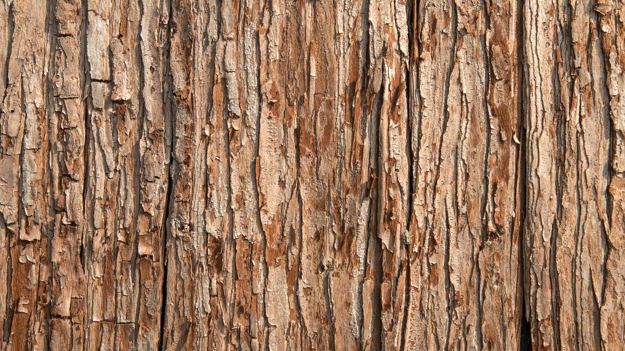 tree bark closeup