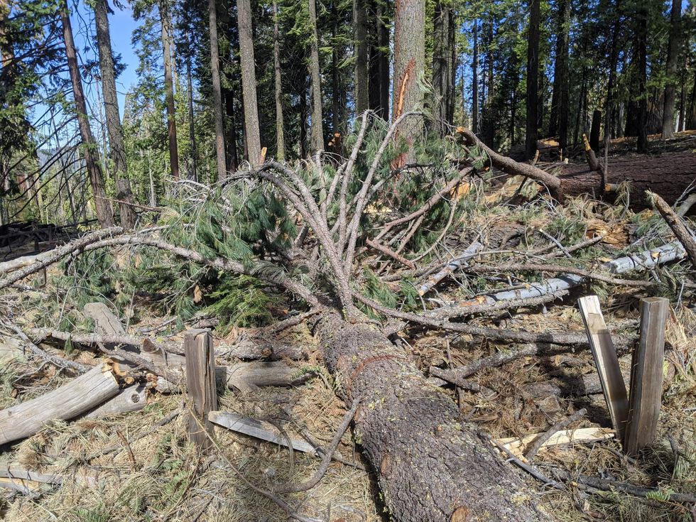 Tree branches large and small litter the grove.