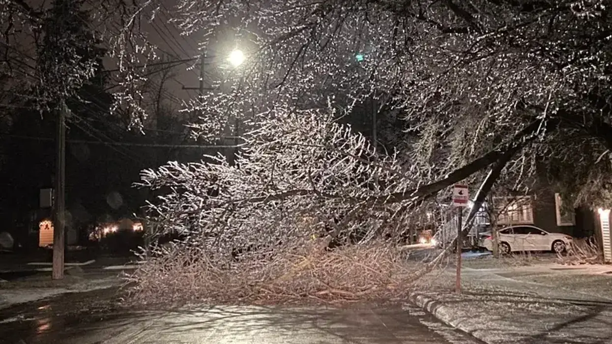 Tree brought down in February ice storm