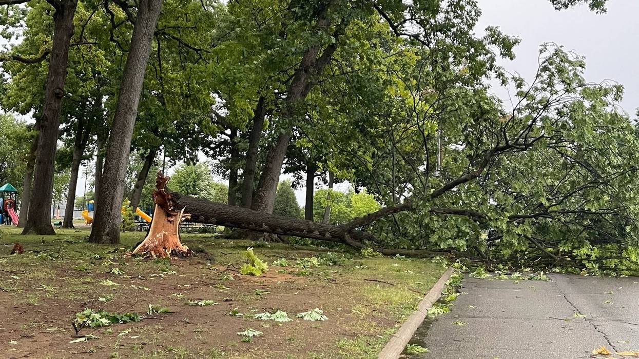 Tree down, fallen onto road, at Crowley Park in Dearborn