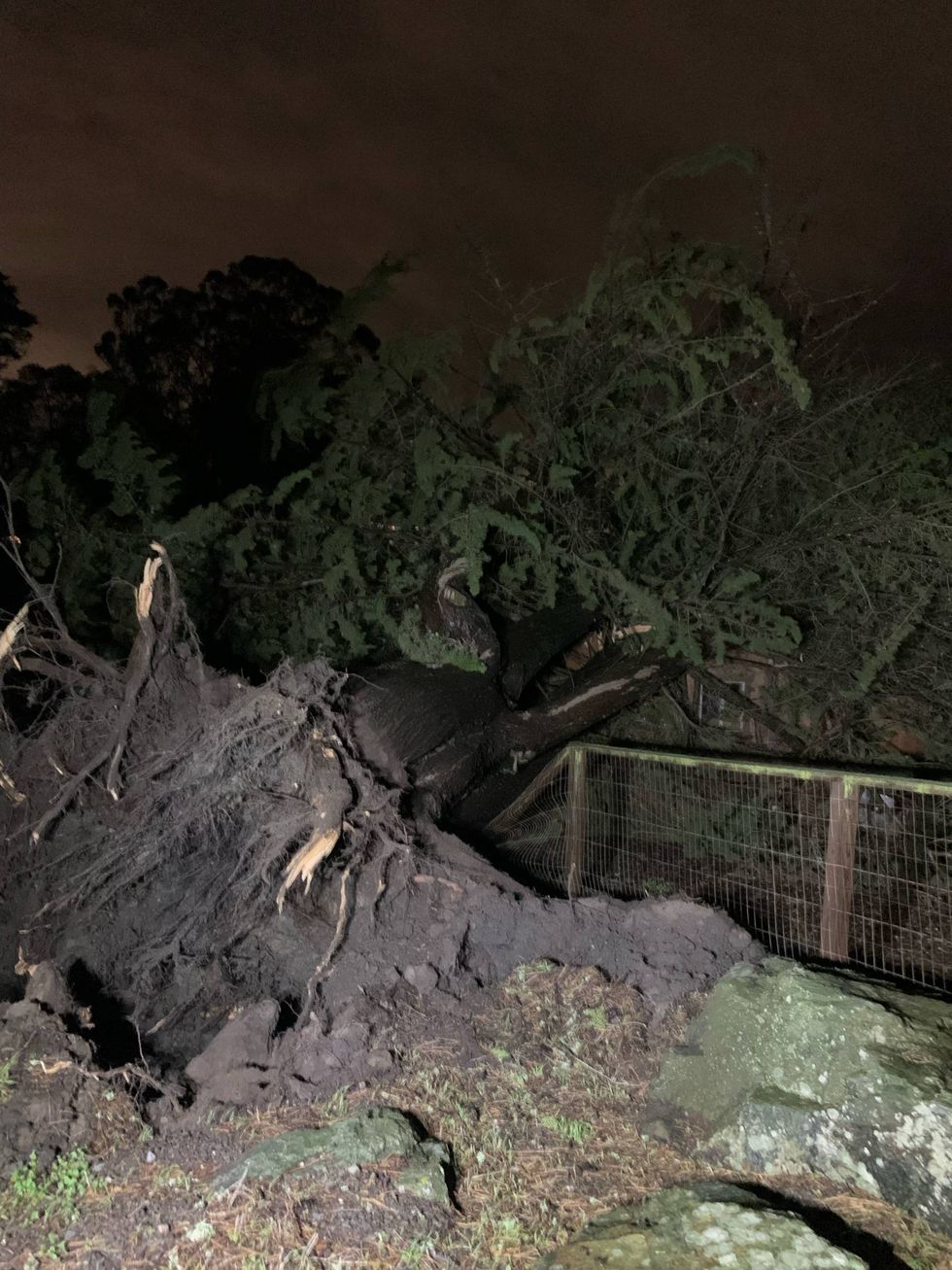 Tree down in El Cerrito on the Berkeley Country Club, crashing through a back yard fence.