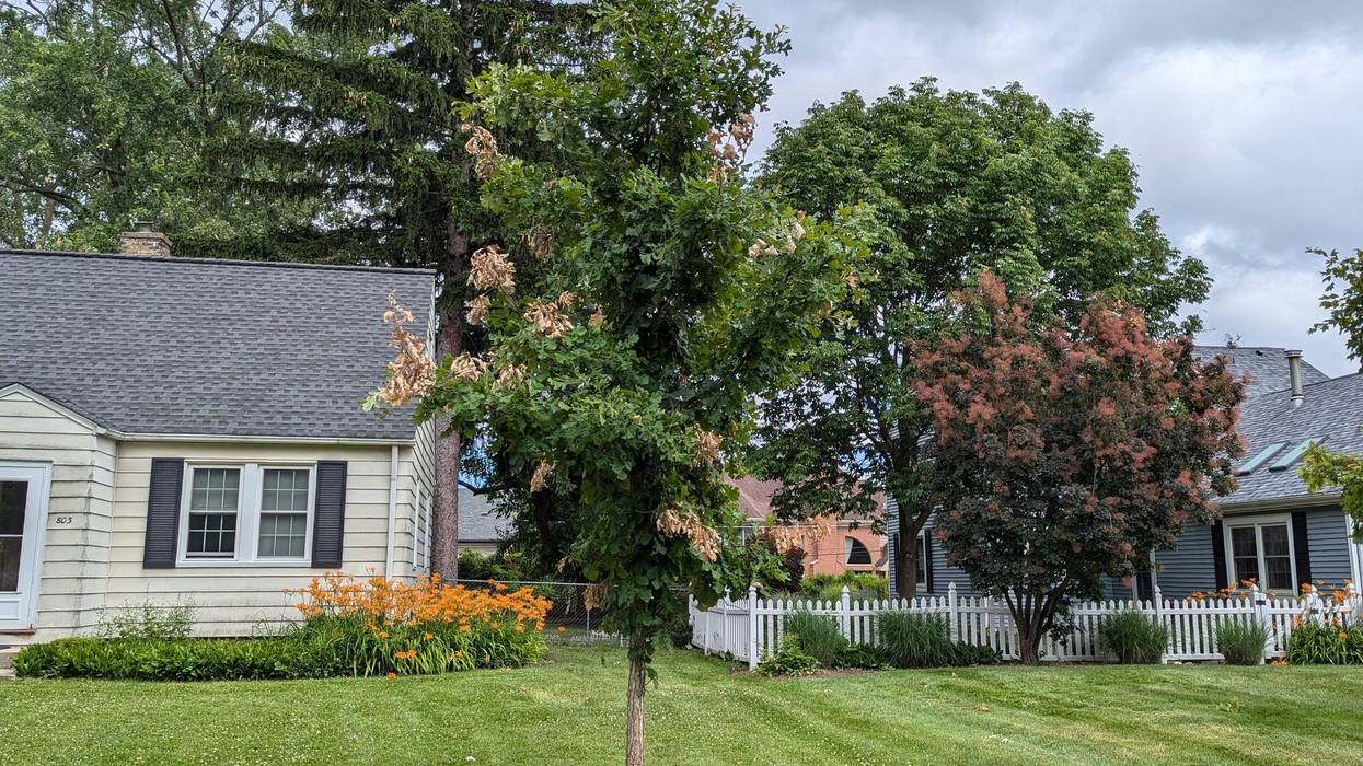 Tree flagging