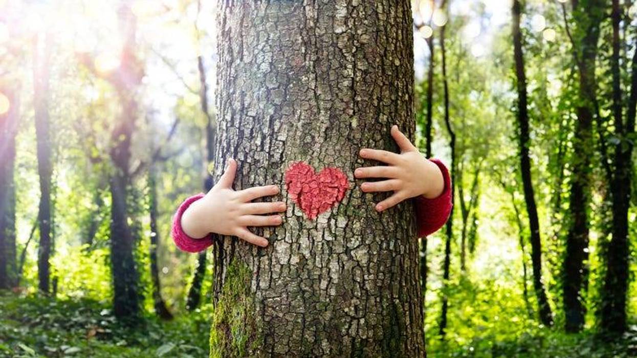 Tree hug