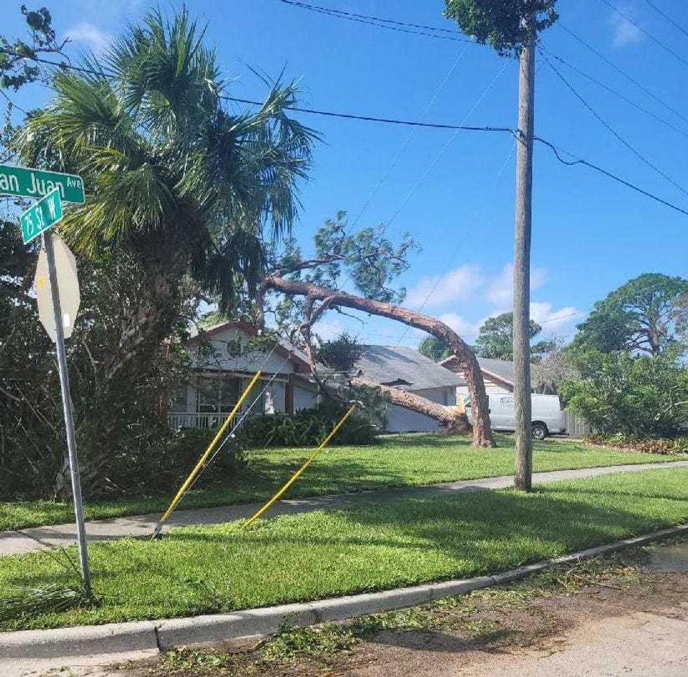 Tree knocked over