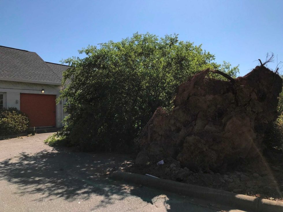 Tree Narrowly Misses Storage Units on N. Pleasantburg