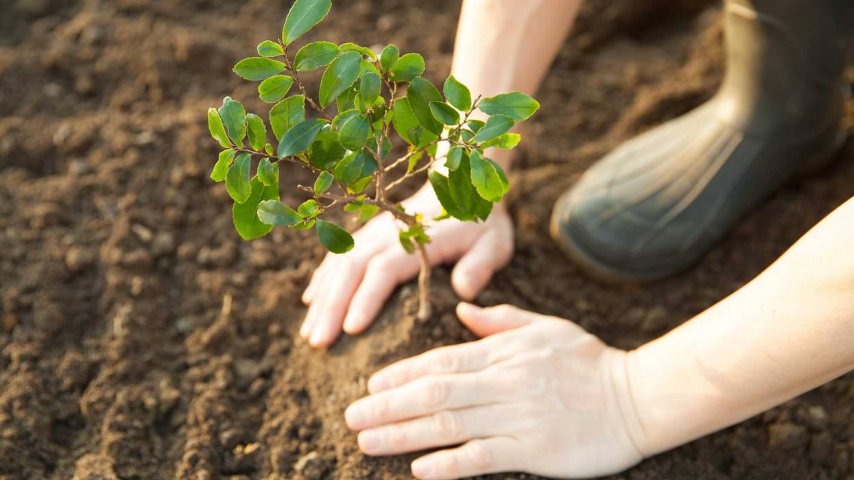 tree planting