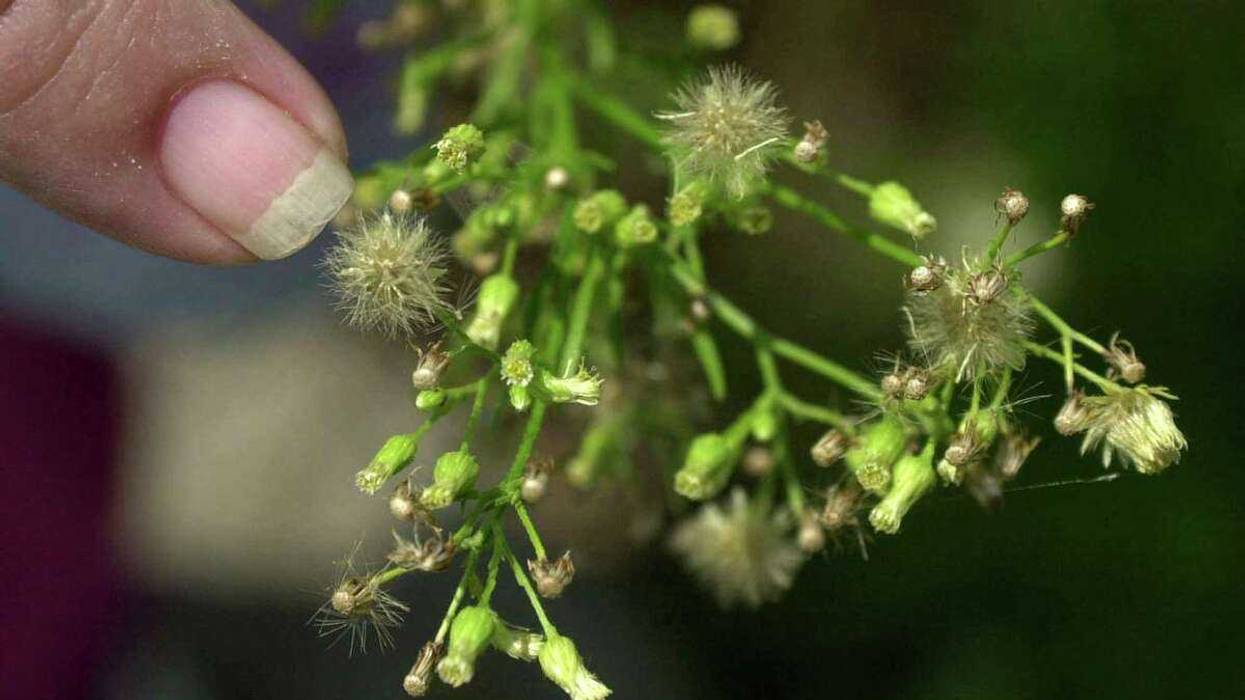 Tree pollen season is nearing its peak, but grass season is upon us. One allergist believes there will be a longer season, making it potentially more miserable for sufferers.