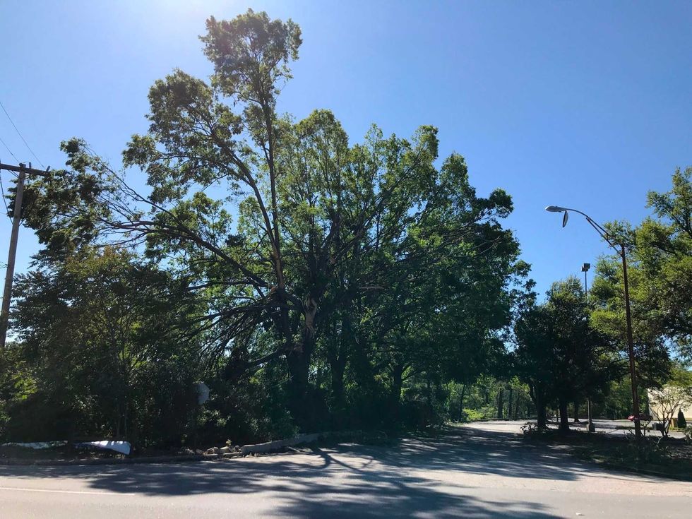 Tree Smashed on Wade Hampton Blvd