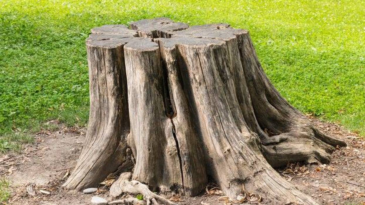 Tree stump