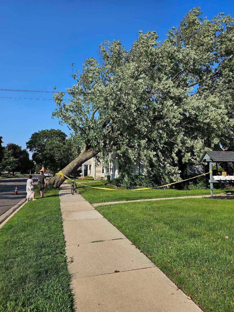 Tree uprooted in Plymouth by Thursday