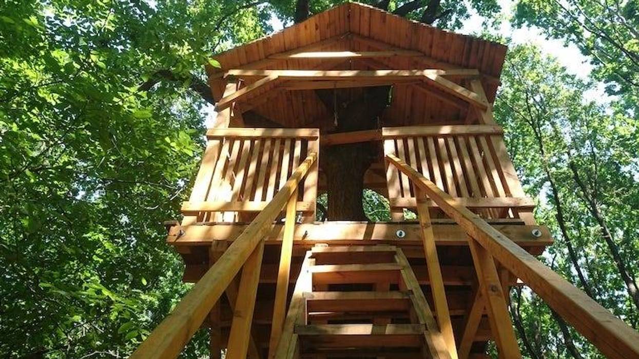 Treehouse in the forest