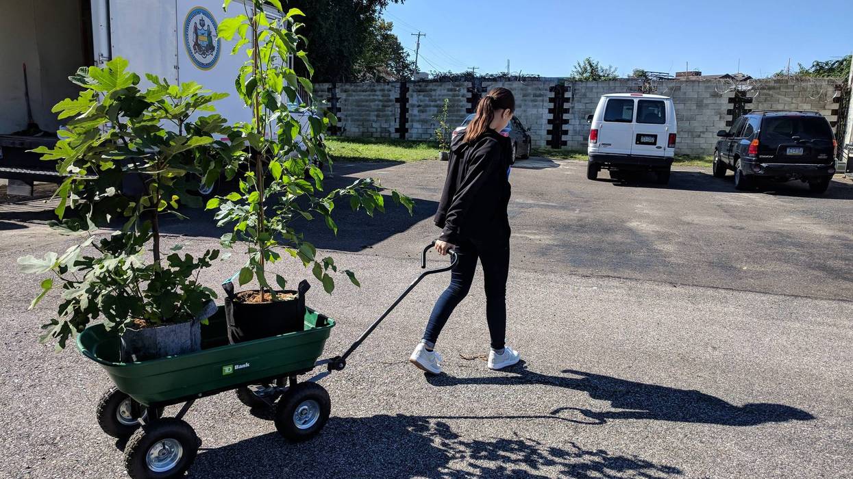 TreePhilly