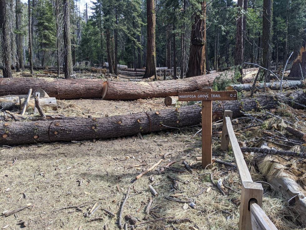 Trees and brush cover walking paths.