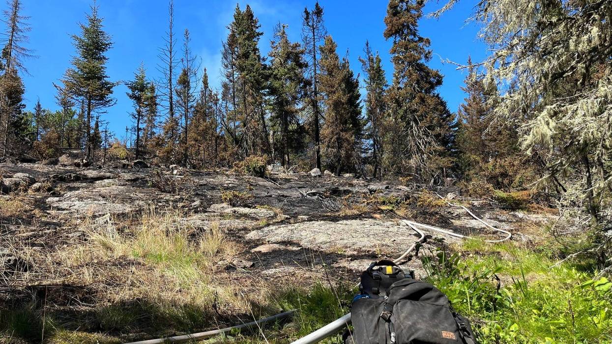 Trees burned by fire on Isle Royale National Park
