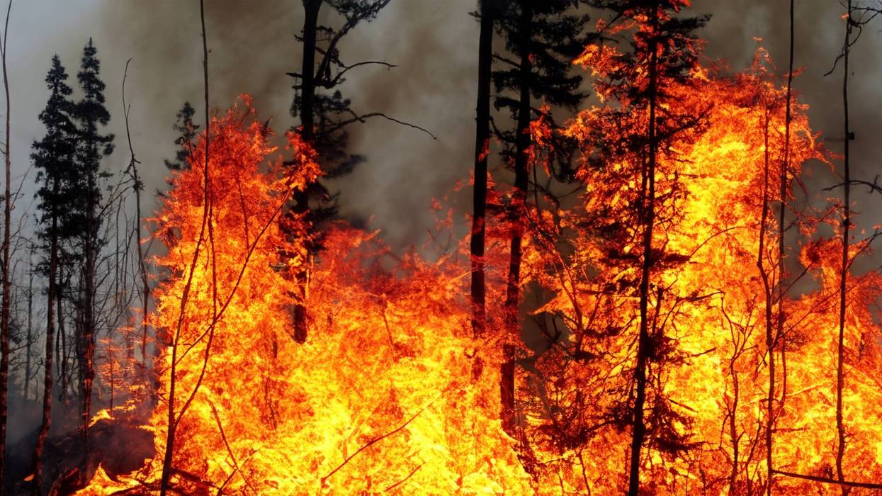 trees burning