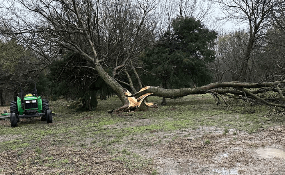 Trees split by high winds in Tioga, Texas