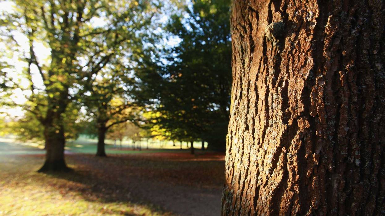 trees