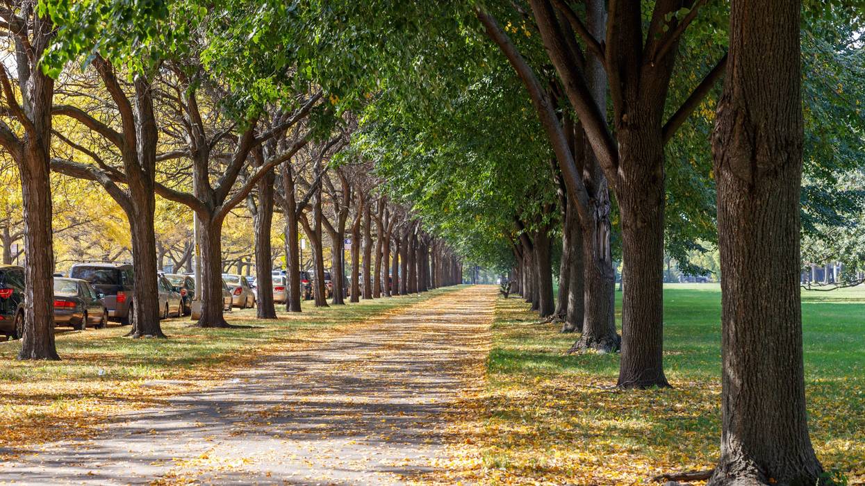 trees