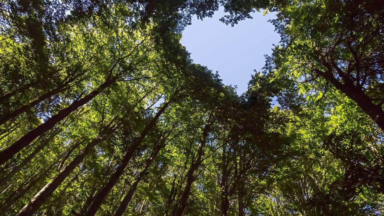 Treetop with hole shaped like heart