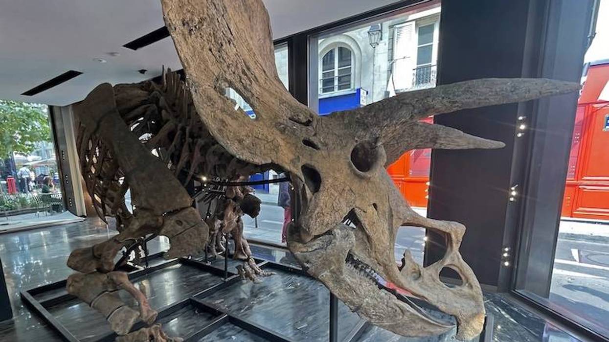 Triceratops fossil being displayed