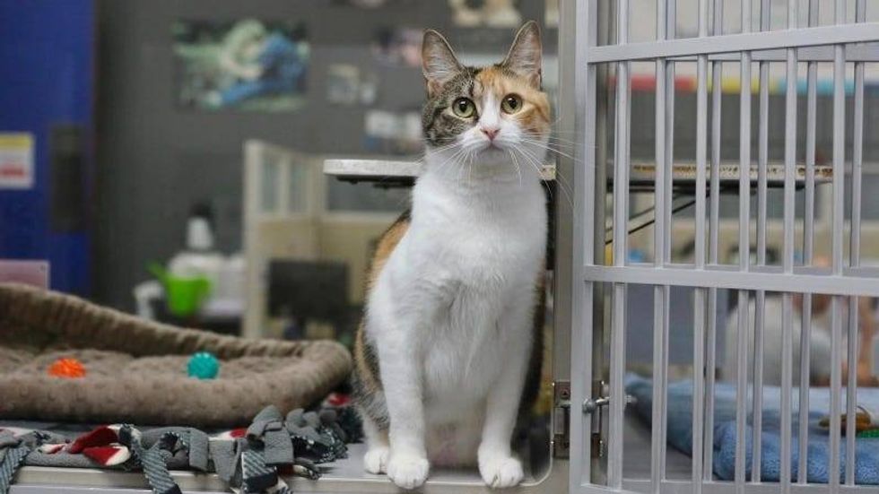 Trini @ Austin Humane Society 7/31/24