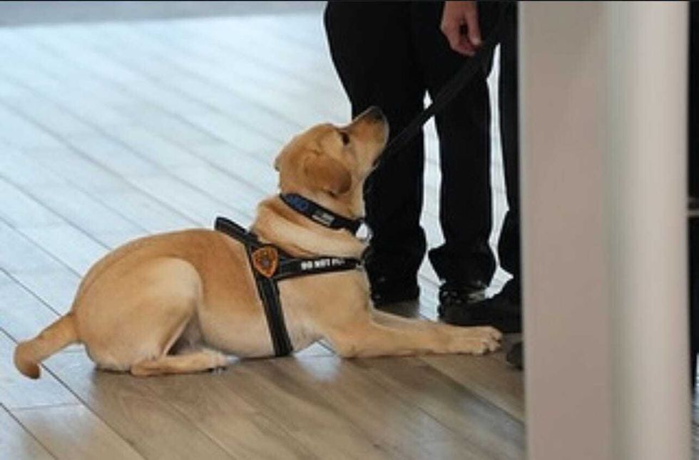 Trisko the dog that has been trained to sniff out explosives at MacArthur Airport on Long Island.