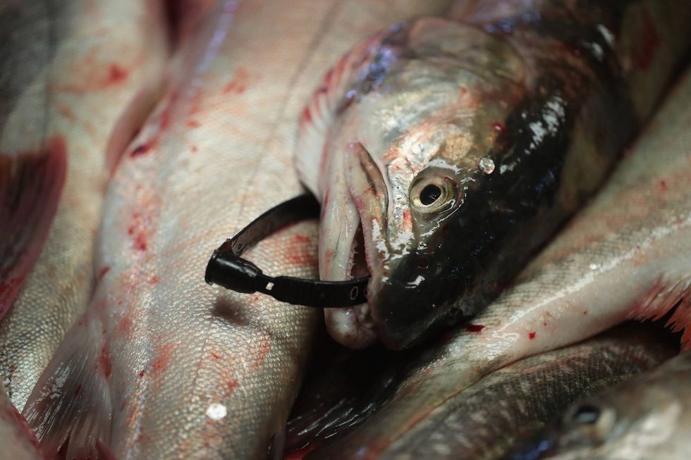 Trout from Lake Superior get tagged after being caught and cleaned.