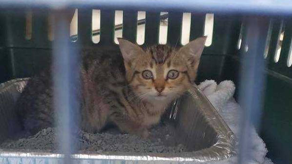 Troy police rescued a kitten from an engine