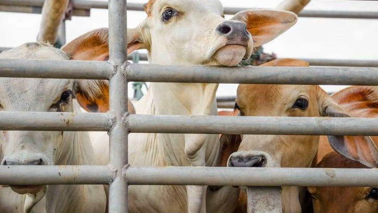 truck hauling cows overturns on I-94 ramp