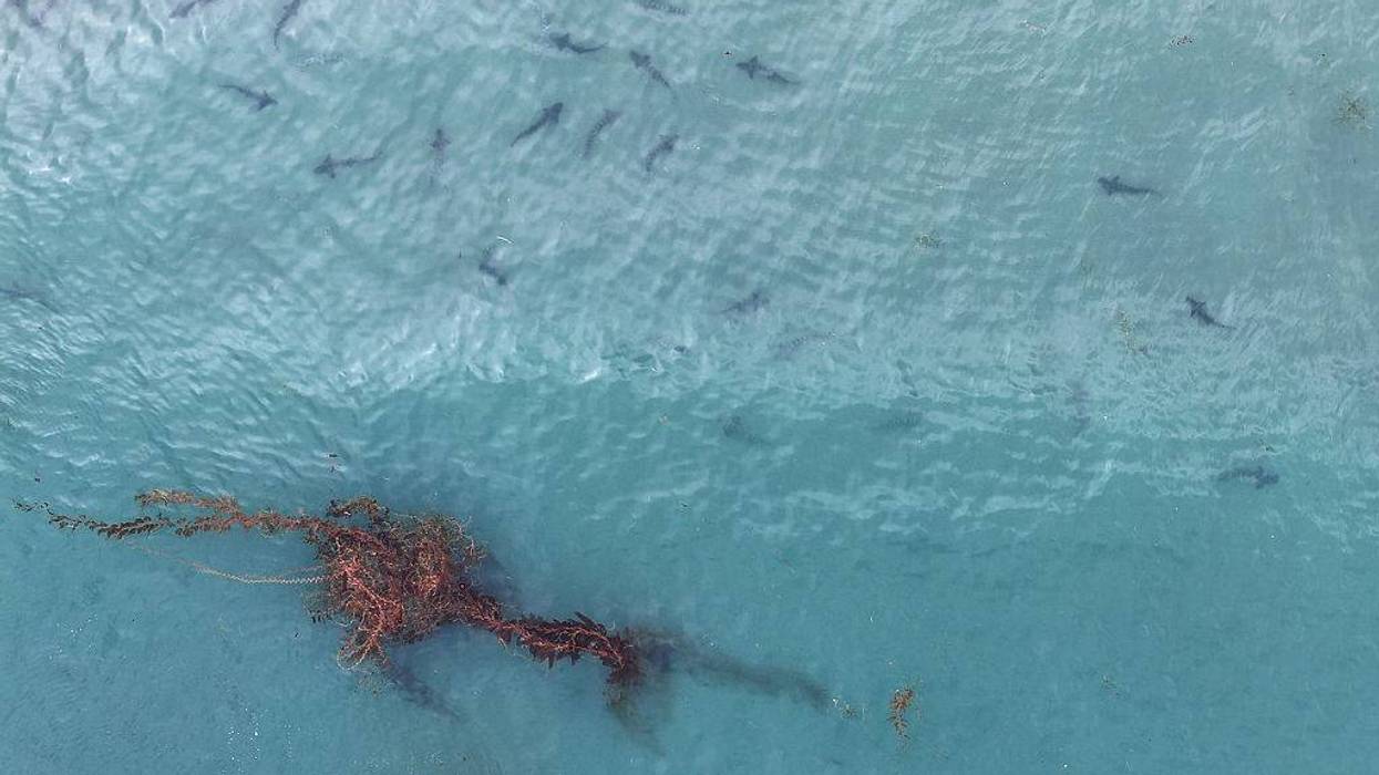 Trump Administration Looks To Limit California's Rights Over Coastline Protection
