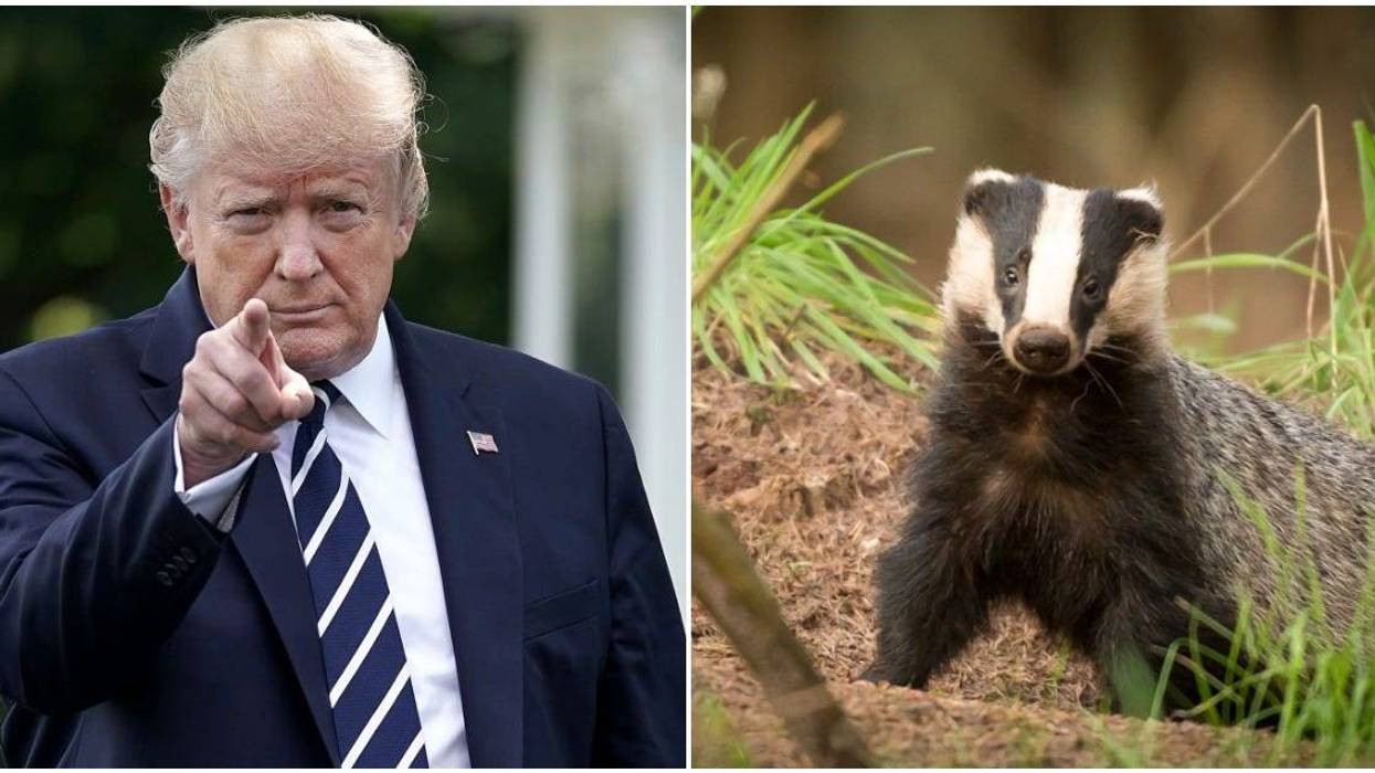 Trump and Badger
