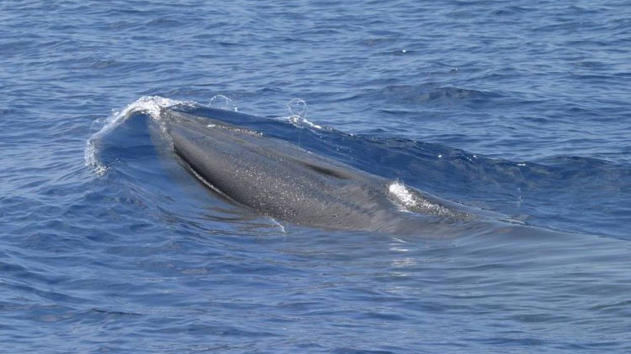 Trump Oil Endangered Whale 9629