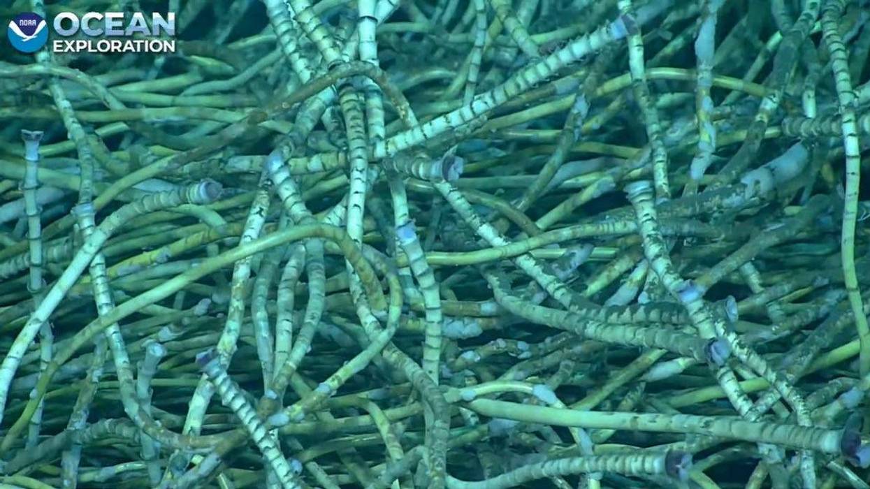 Tubeworms