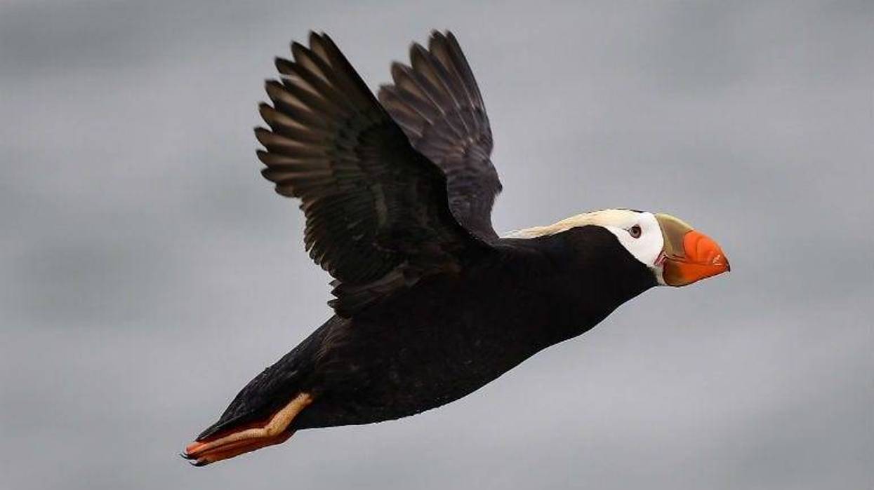 Tufted puffins, those adorable black and white birds with big orange beaks, experienced an unusual die-off in the Bering Sea in late 2016 through early 2017. M