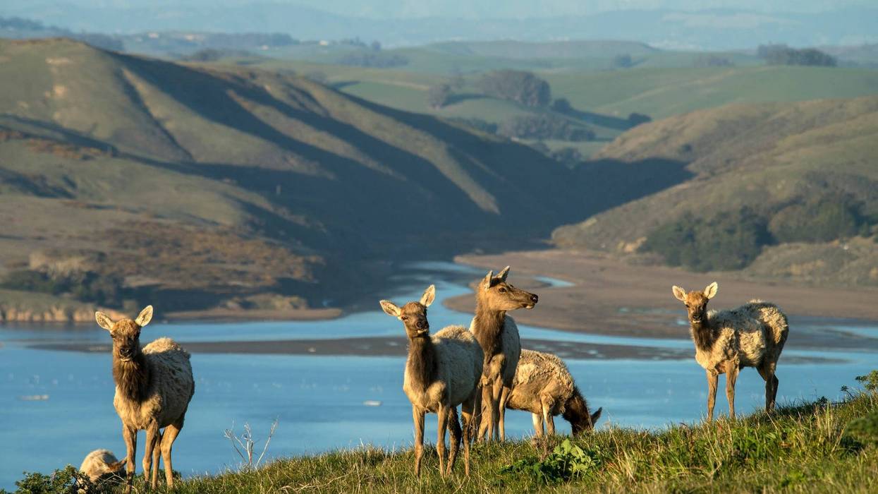 Tule elk at Point Reyes National Seashore