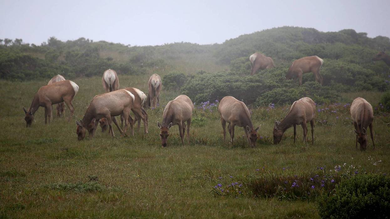 Tule Elk graze at Point Reyes National Seashore
